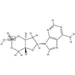 2'-deoxy cyclic AMP pictures