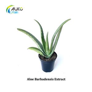 Aloe Barbadensis Extract