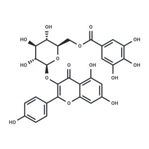 Kaempferol 3-O-(6''-galloyl)-beta-D-glucopyranoside