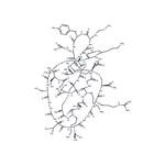 Leconotide pictures