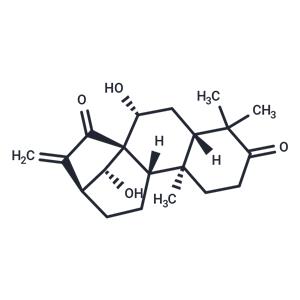 Glaucocalyxin A