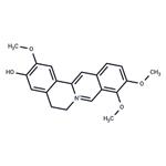 Jatrorrhizine pictures