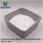 53-84-9 β-Nicotinamide Adenine Dinucleotide (NAD+)