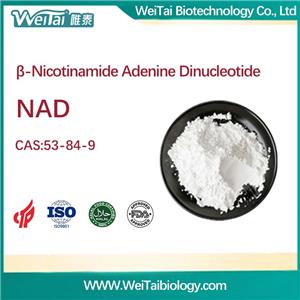 β-Nicotinamide Adenine Dinuclotide（NAD）