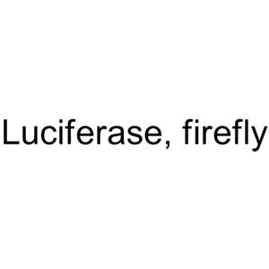 Luciferase, firefly