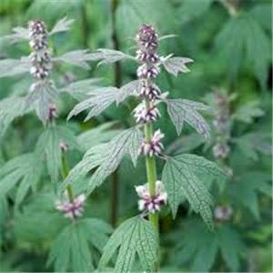 Leonurus Extract