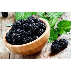Mulberry Extract