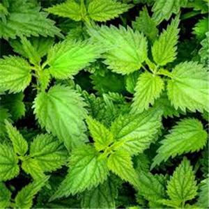 Nettle Extract