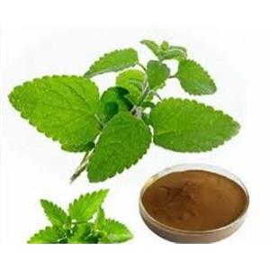 Lemon Balm Extract