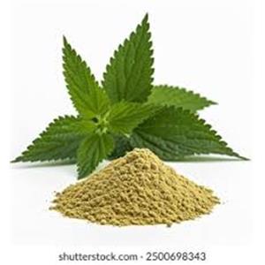 Nettle Extract