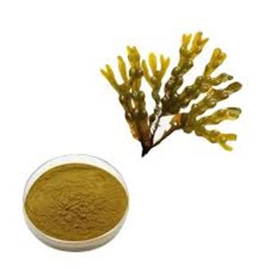Bladderwrack Extract