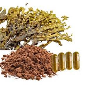 Bladderwrack Extract
