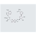 53-84-9 β-Nicotinamide adenine dinucleotide