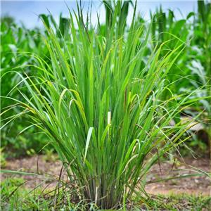 Lemongrass