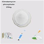 24729-96-2 Clindamycin phosphate