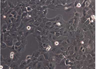 小鼠腹腔巨噬细胞