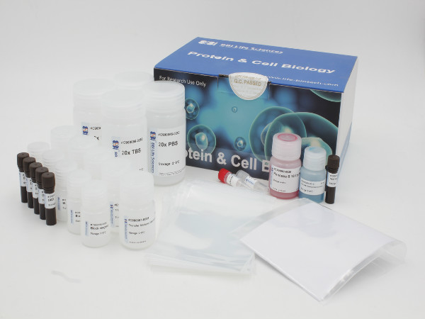 Western Blot试剂盒（小鼠），带NC膜