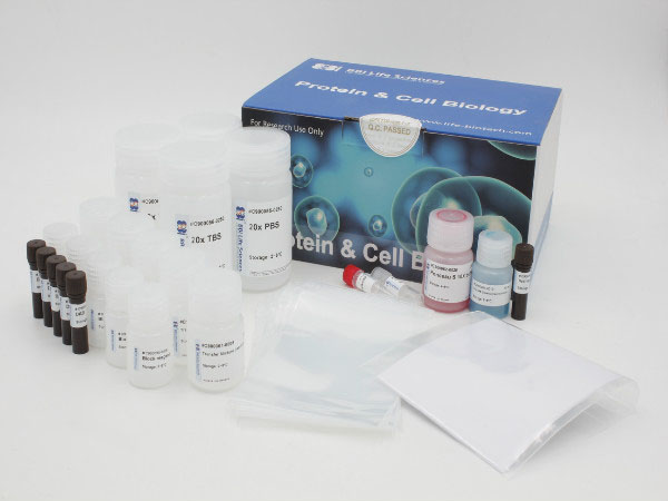 Western Blot试剂盒（大鼠），带NC膜