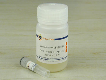 PHOSPHO-BCL-2(SER70)抗体