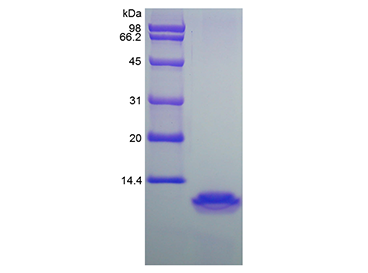 重组人巨噬细胞炎性蛋白4/CCL18