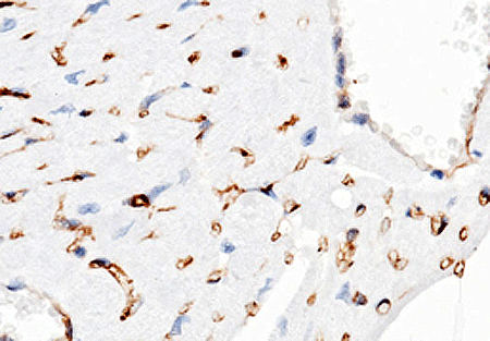 兔抗CD38多克隆抗体