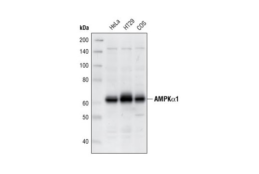 AMPK ALPHA 1 RABBIT MONOCLONAL ANTIBODY