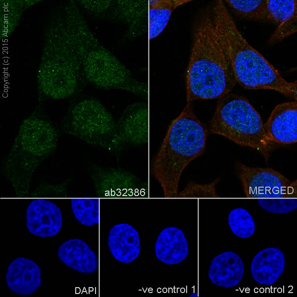 Cyclin A2 Rabbit Monoclonal Antibody
