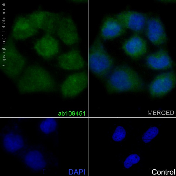 兔抗PRMT5多克隆抗体
