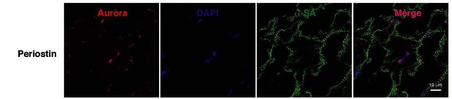 AURORA B RABBIT MONOCLONAL ANTIBODY