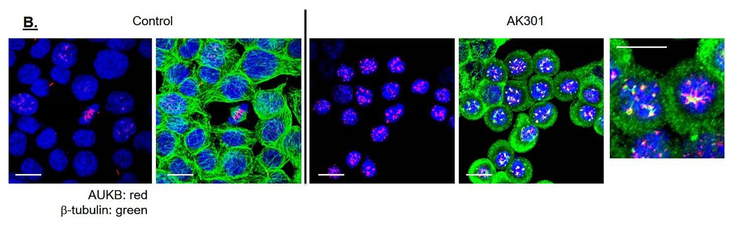 AURORA B RABBIT MONOCLONAL ANTIBODY