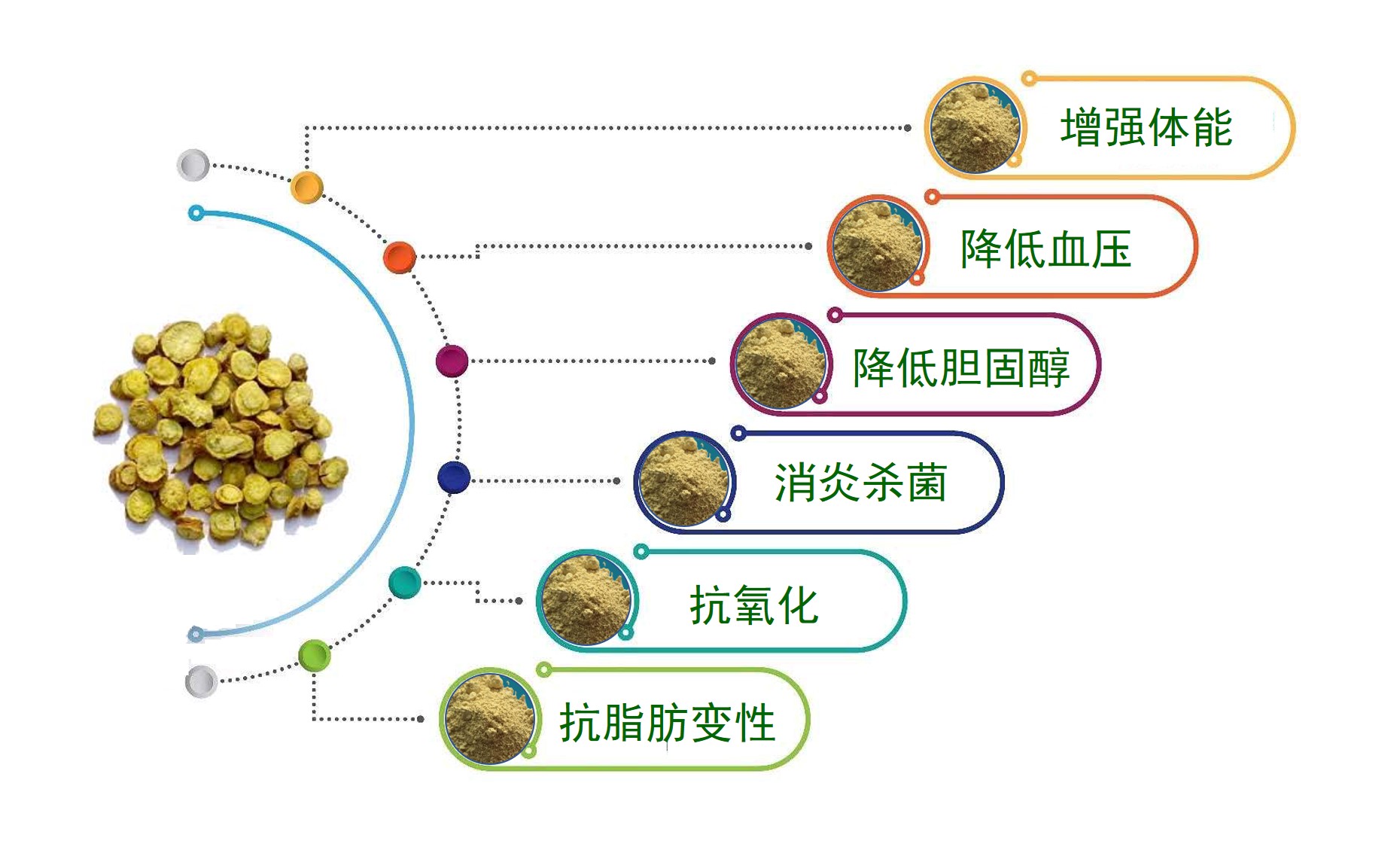 黄芩提取物