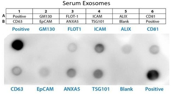 外泌体MARKER抗体芯片