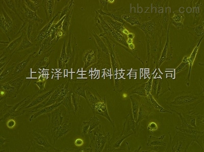 大鼠肾上腺嗜铬细胞瘤细胞