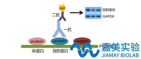 WB蛋白印迹检测