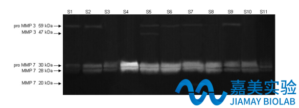 酪蛋白酶谱MMP(3/7/10)