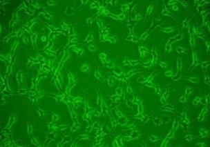 786-O/786-0/人肾透明细胞腺癌细胞