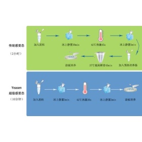 EHA105感受态细胞