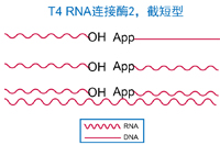 T4 RNA 连接酶2