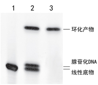 ssDNA/RNA 环化连接酶