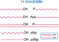T4 RNA 连接酶1