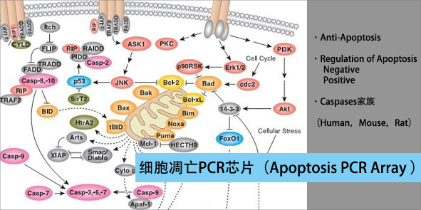 人细胞凋亡PCR芯片