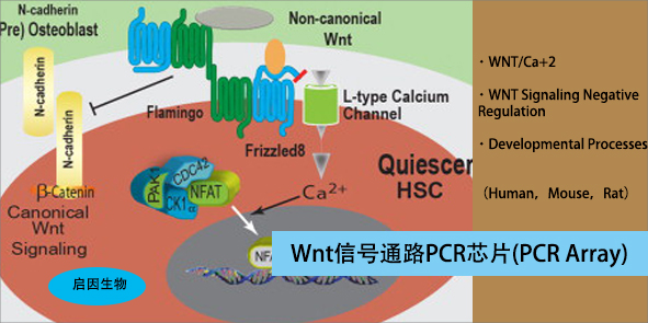 小鼠WNT信号通路PCR芯片