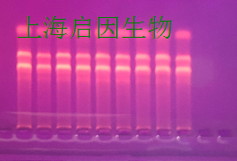 PIRNA定量PCR检测