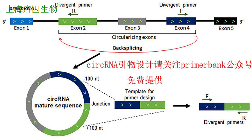 CIRCRNA定量PCR检测服务