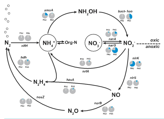 微生物氮循环相关基因PCR芯片检测