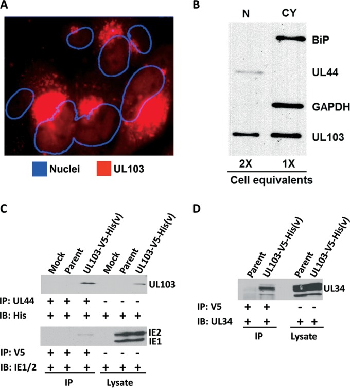 GAPDH Loading Control Monoclonal Antibody (GA1R)
