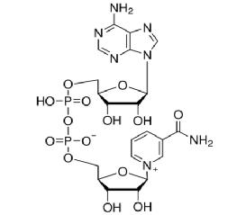 β-烟酰胺腺嘌呤二核苷酸（氧化型）
