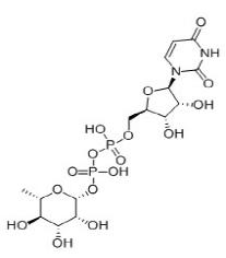 尿苷二磷酸鼠李糖