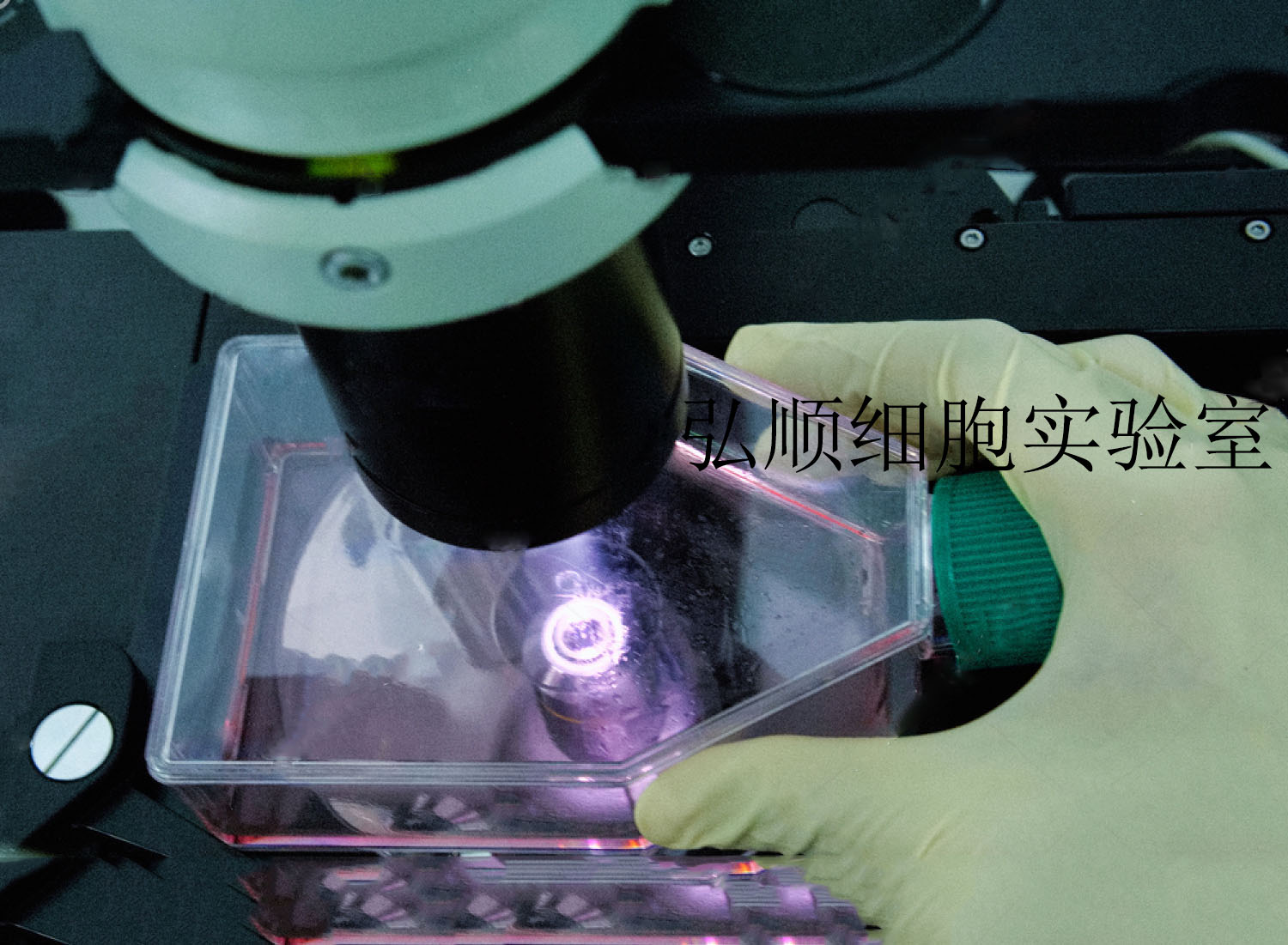 Fro细胞 人未分化甲状腺癌细胞价格厂家 上海弘顺生物科技有限公司