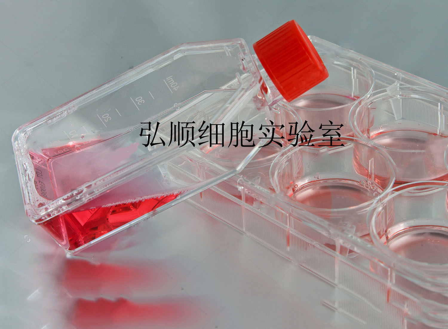 BHT101细胞：人甲状腺癌细胞